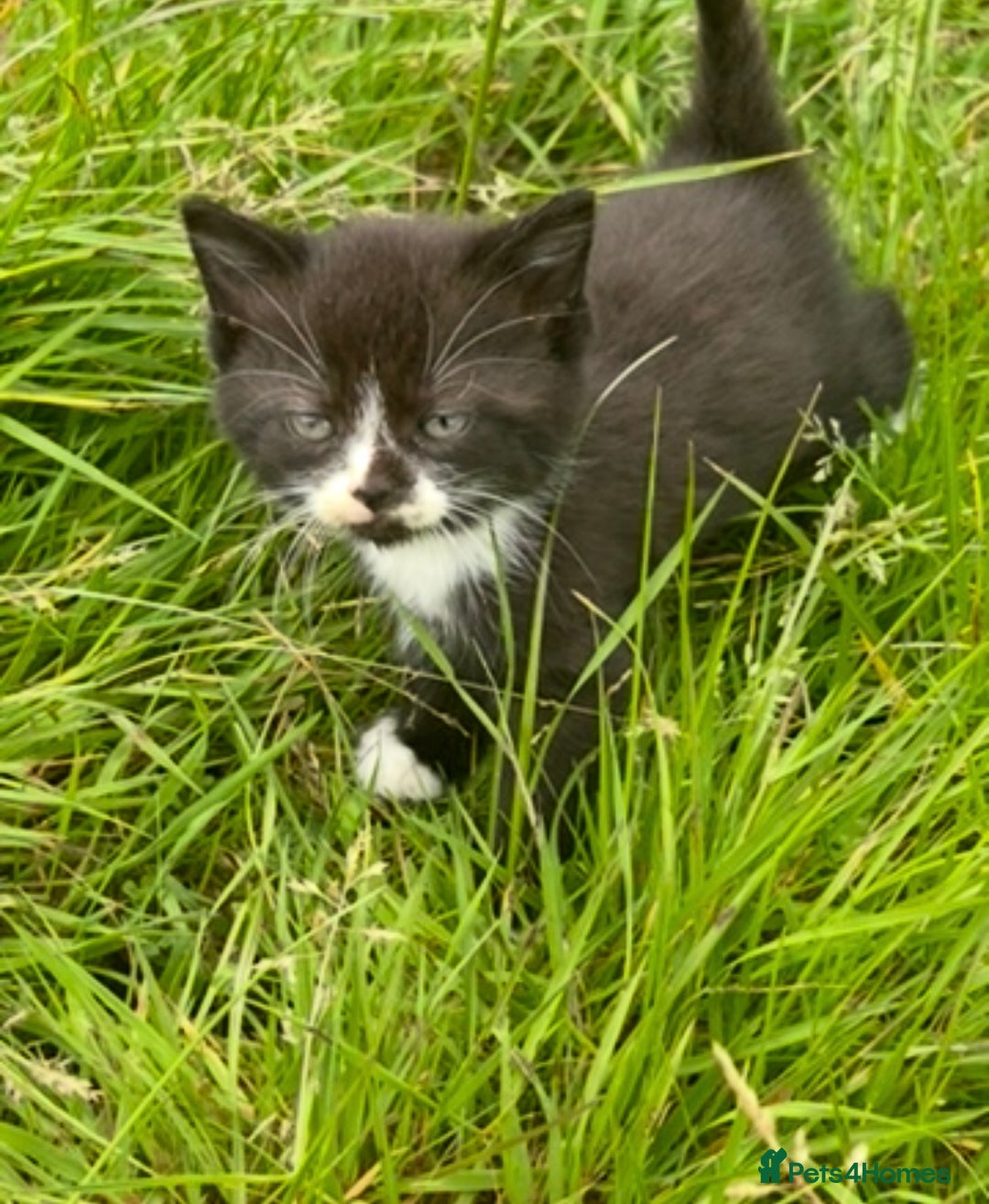 Ragdoll cats for sale: RagDoll X Kittens  - Image 5
