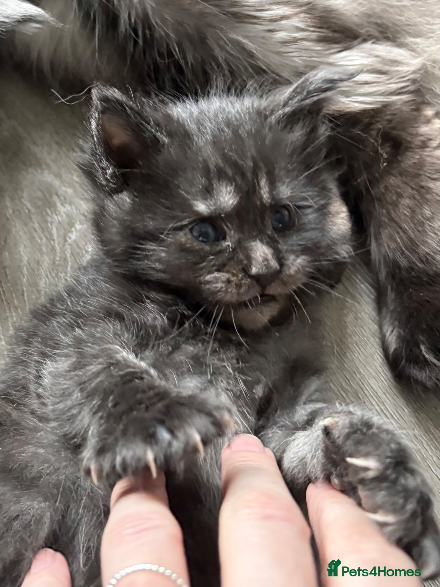 Maine Coon cats Maine coon kittens - Advert 18