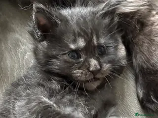 Maine Coon cats Maine coon kittens - Advert 18