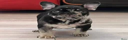 French Bulldog dogs for stud: Lilac tan merle in Sheffield - Advert 25