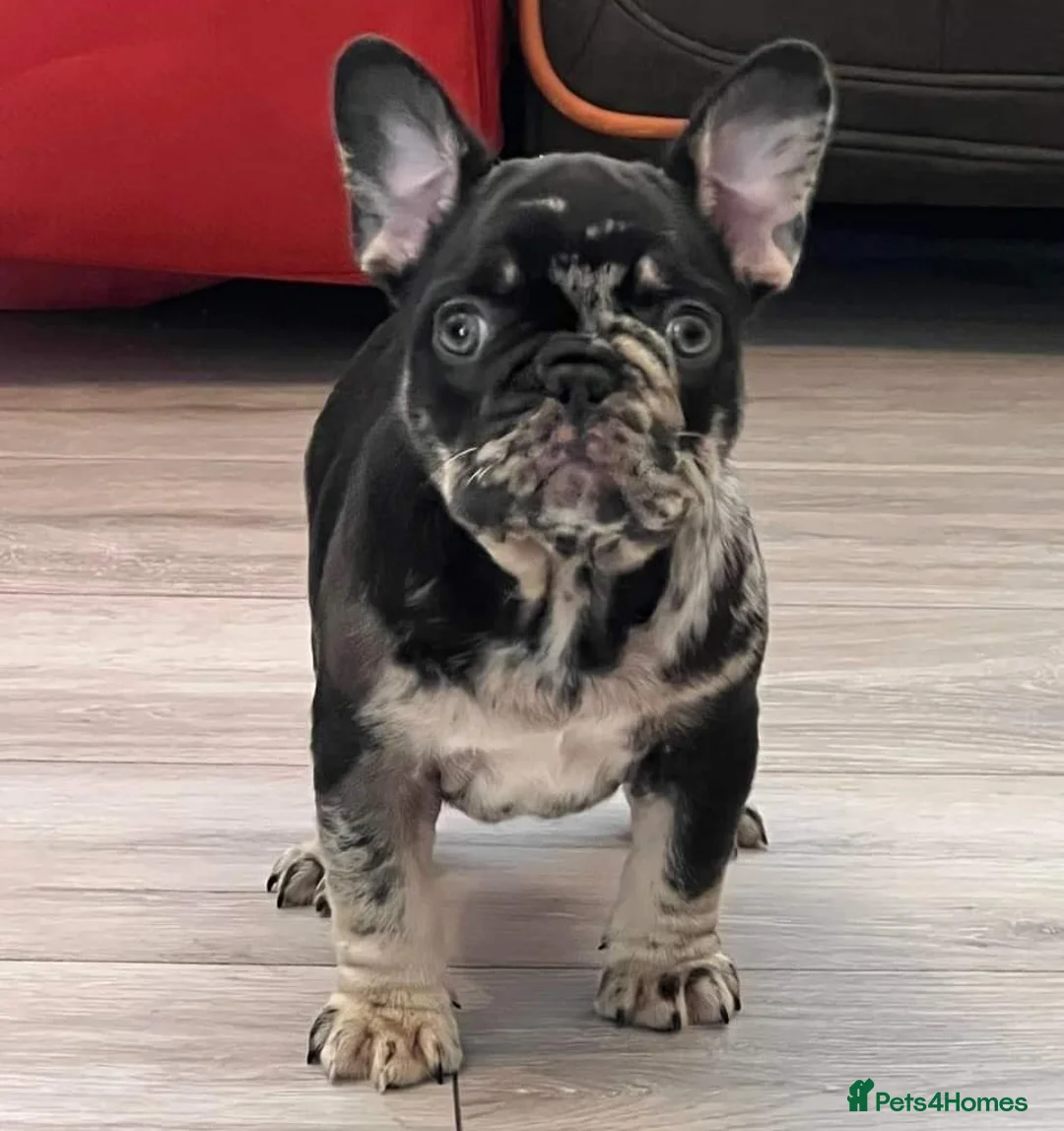 French Bulldog dogs for stud: Lilac tan merle in Sheffield - Advert 25