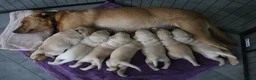 Labrador Retriever dogs for sale: Fox Red/Yellow working line Labrador puppies in Ilminster - Advert 1