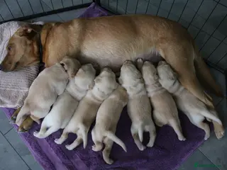 Labrador Retriever dogs Fox Red/Yellow working line Labrador puppies - Advert 1