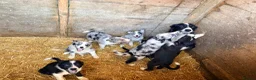 Border Collie dogs for sale: 7 beautiful border collie pups  in Newtown - Advert 4