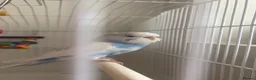 Budgerigars birds for sale: Male Budgie FOR SALE  - Advert 1