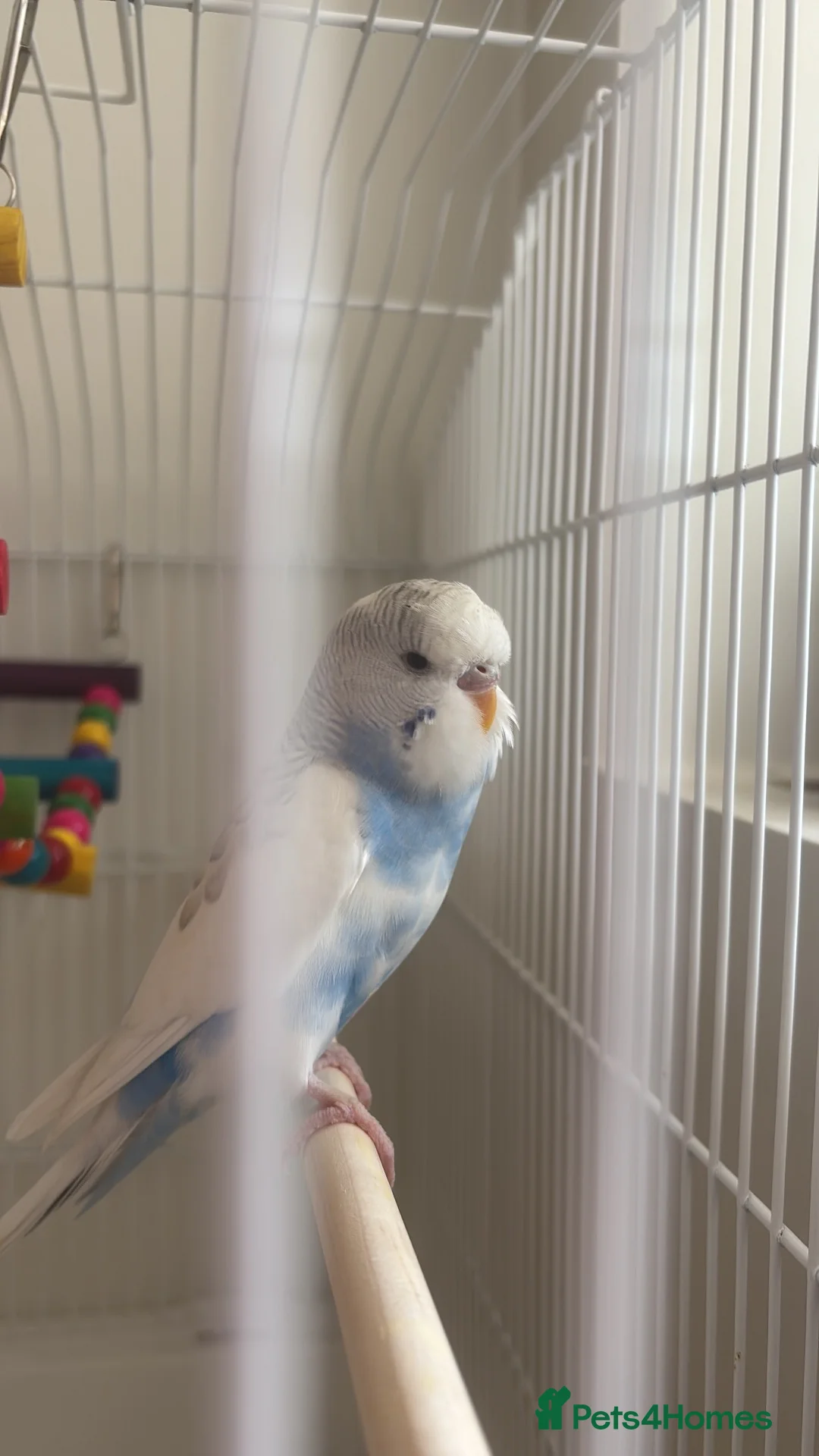Budgerigars birds for sale: Male Budgie FOR SALE  - Advert 1