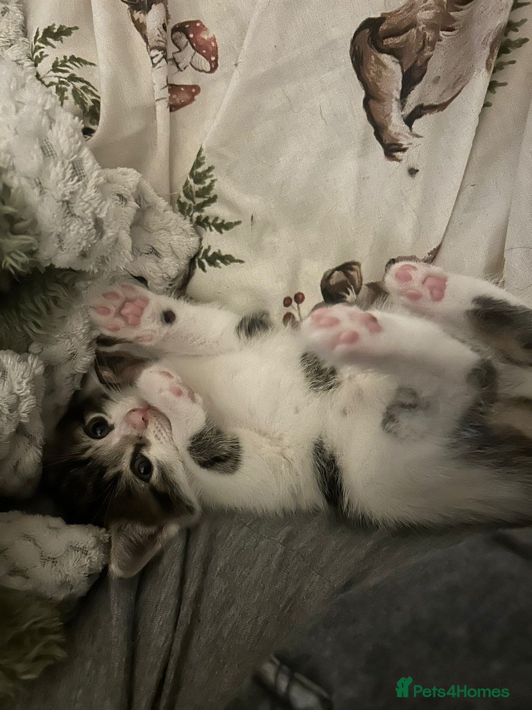 British Shorthair cats for sale: Last beautiful baby left! - Image 2