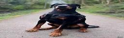 Dobermann dogs for sale: Doberman KC and health tested  - Advert 1