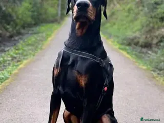 Dobermann dogs Doberman KC and health tested - Advert 5