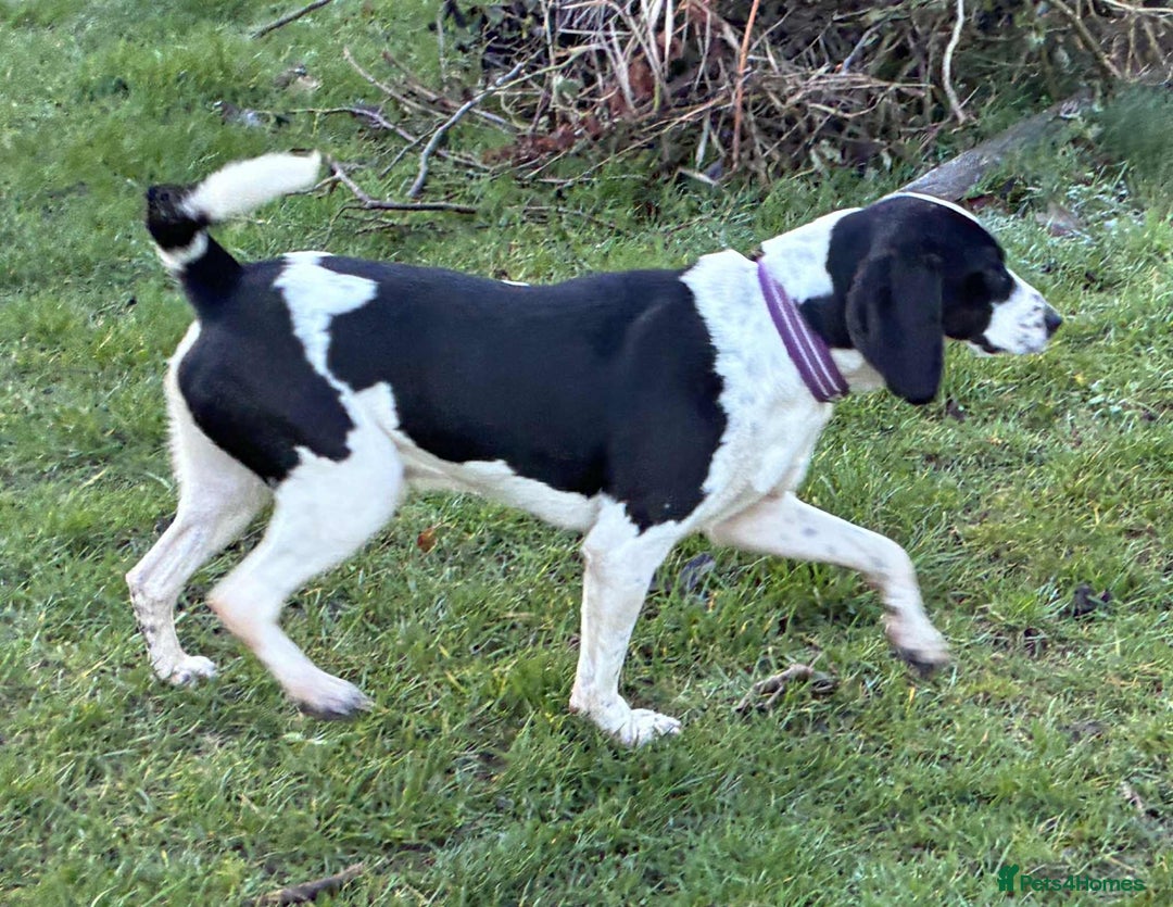 Mixed Breed dogs for adoption: 💔 PARIS is STILL WAITING FOR HOME 💔 - Advert 7