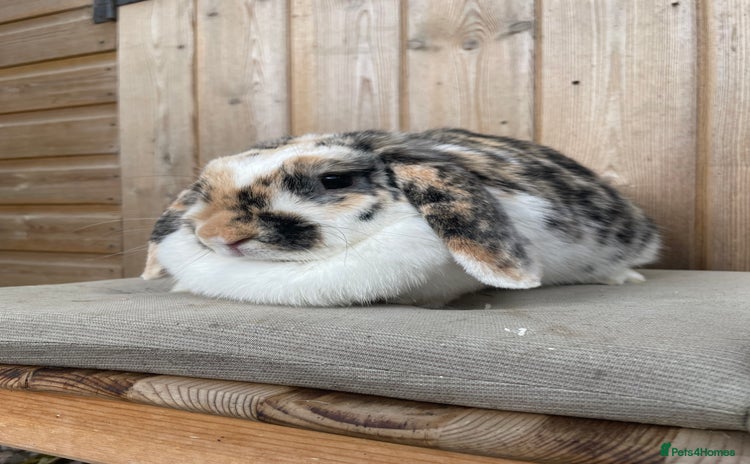 Mini Lop rabbits - Advert 12