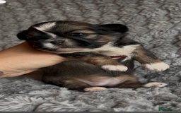 Shih Tzu dogs for sale: ✨Stunning Imperial puppies ✨ - Image 4