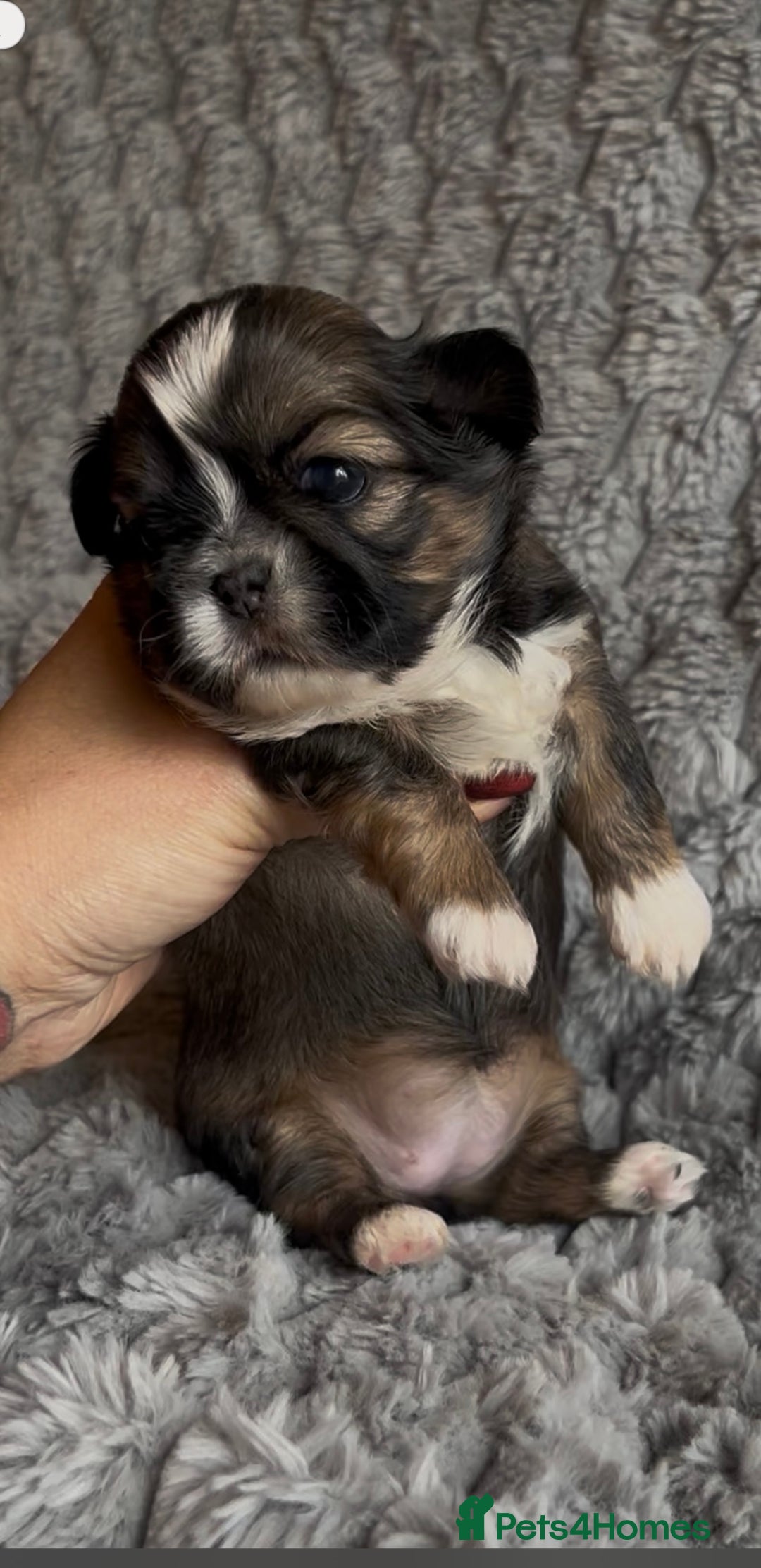 Shih Tzu dogs for sale: ✨Stunning Imperial puppies ✨ - Image 4