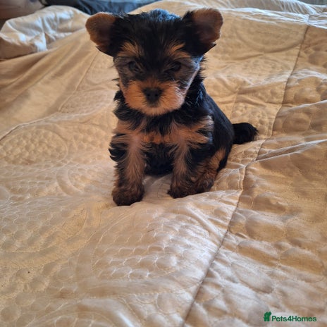 Yorkshire Terrier dogs - Advert 11