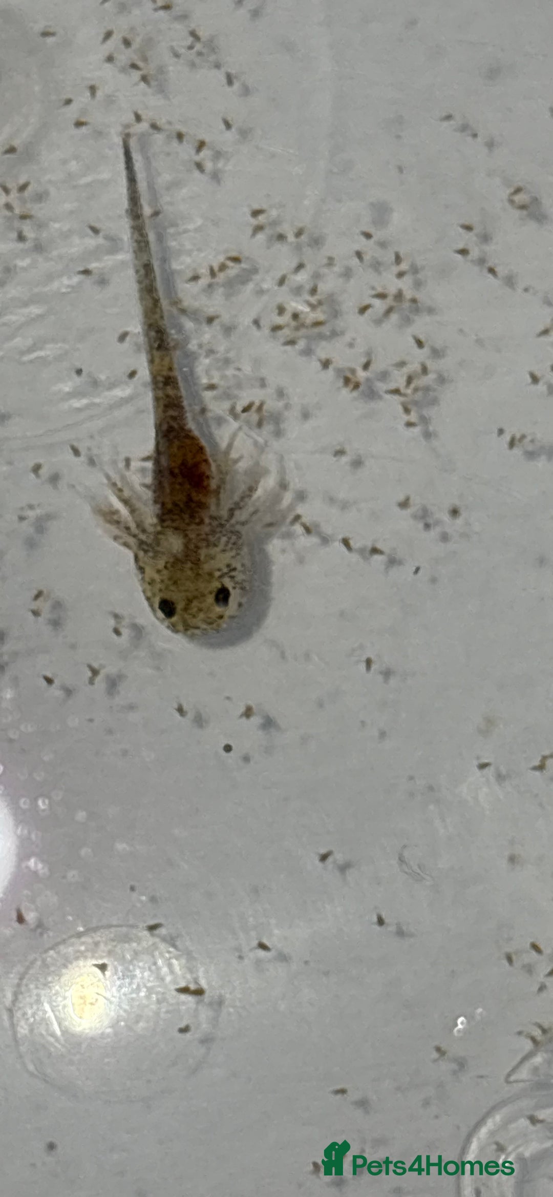 Axolotl reptiles for sale: Baby aXolotls - Advert 8