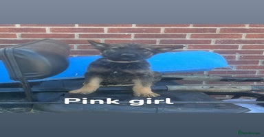 Mixed Breed dogs - Advert 1