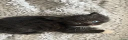 Mixed Breed cats for sale: 3 beautiful kittens for sale  - Advert 8