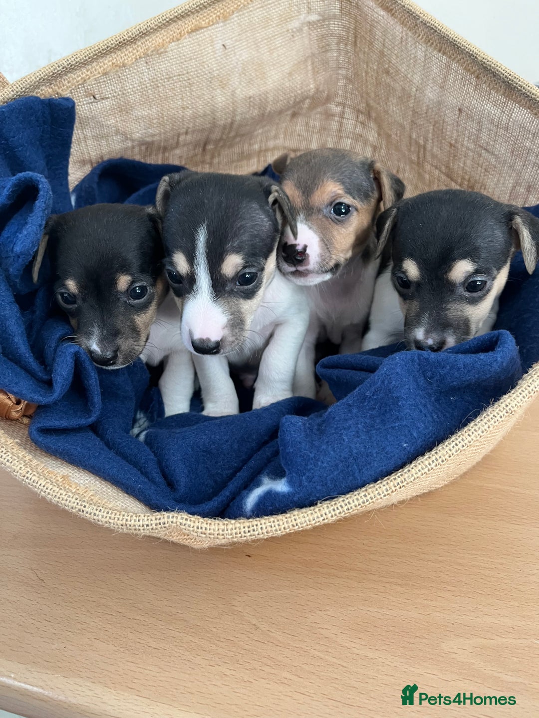 Jack Russell dogs for sale: Miniature Tri-Coloured Jack Russell Puppy - Advert 5