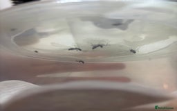 Praying Mantis invertebrates for sale: Ghost mantis (Phyllocrania paradoxa) - Image 2