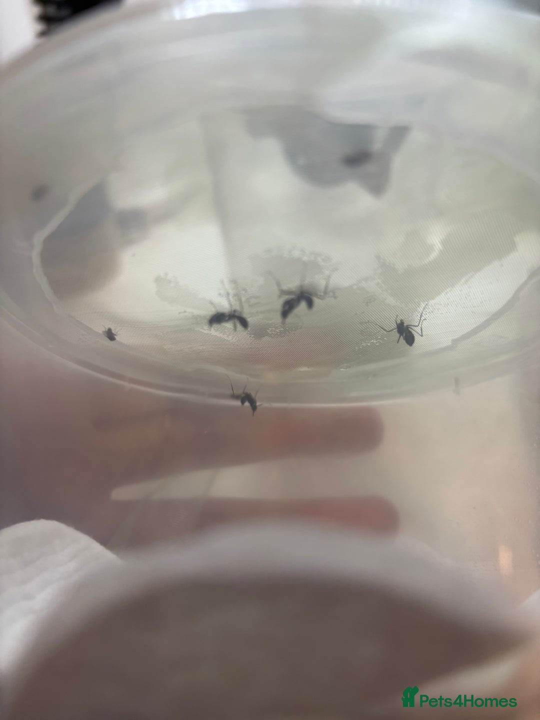 Praying Mantis invertebrates for sale: Ghost mantis (Phyllocrania paradoxa) - Image 2