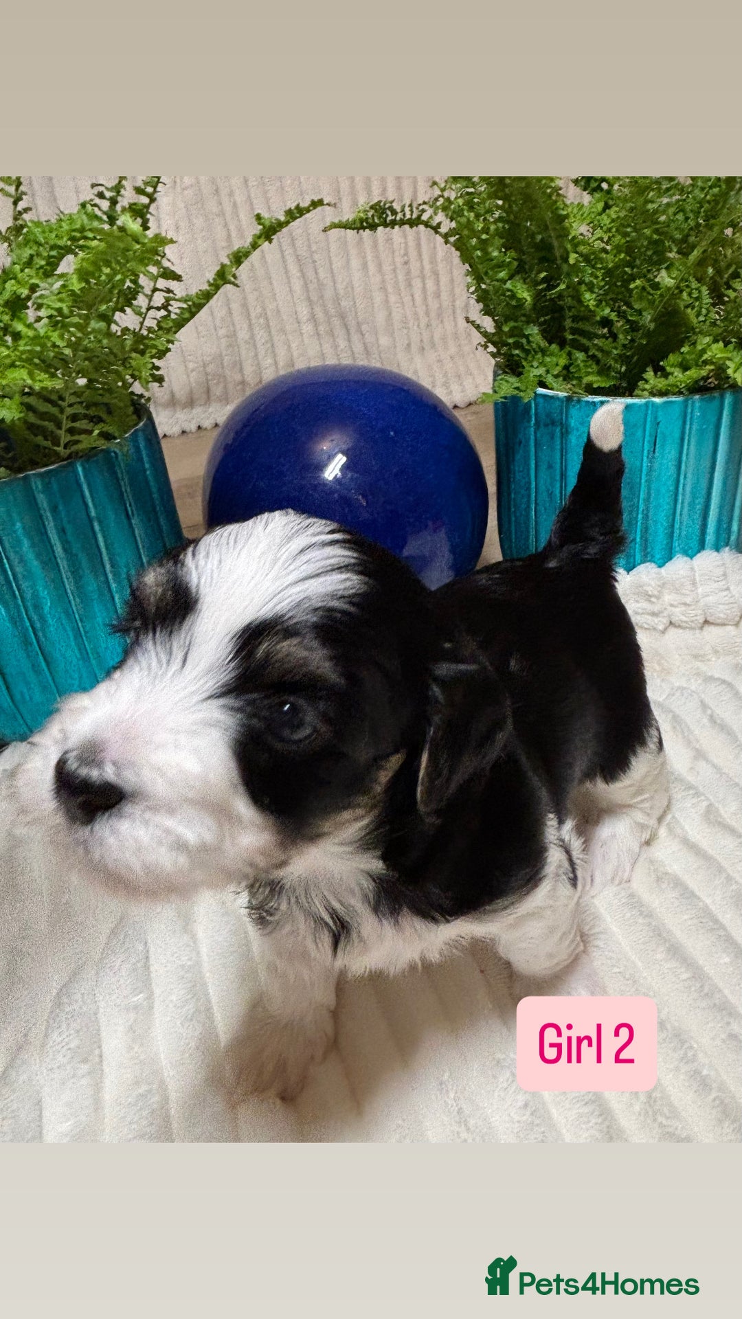 Havanese dogs for sale: 9 Beautiful Havanese Pedigree Puppies  - Advert 29