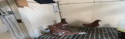 Pigeons birds for sale: Quality 2025 /6 Racing Pigeons Available - Advert 7