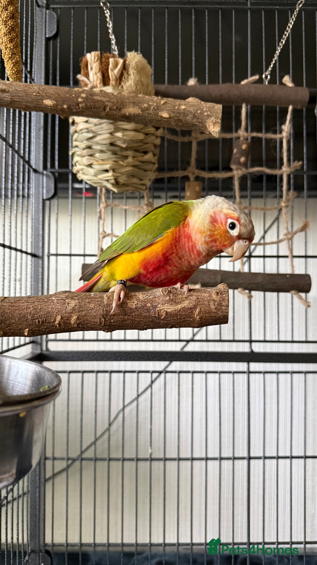 Conures birds for sale: 6 months old pineapple conure - Advert 1