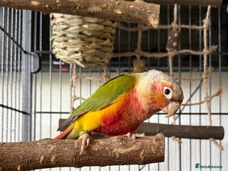 Conures birds for sale: 6 months old pineapple conure - Advert 1