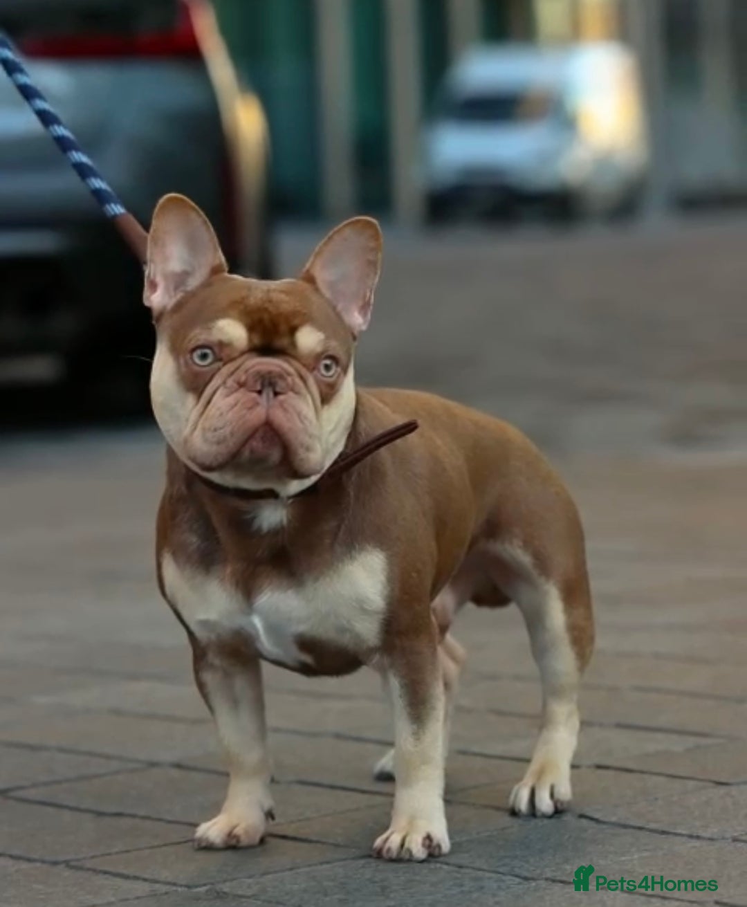 French Bulldog dogs for sale: French Bulldog Puppies for Sale Top Quality,  - Image 22