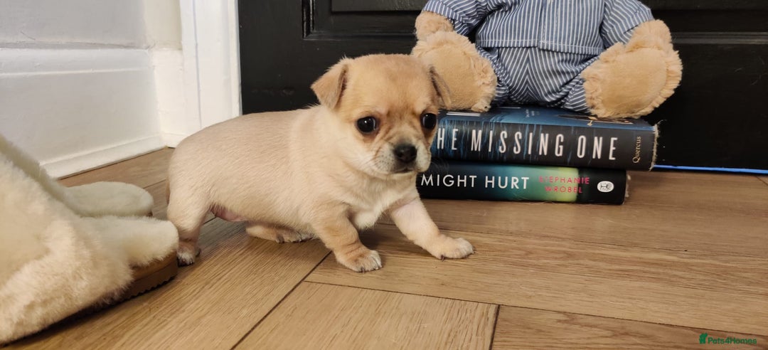 Chihuahua dogs for sale: Two Beautiful Female Chihuahua Puppies - Image 5