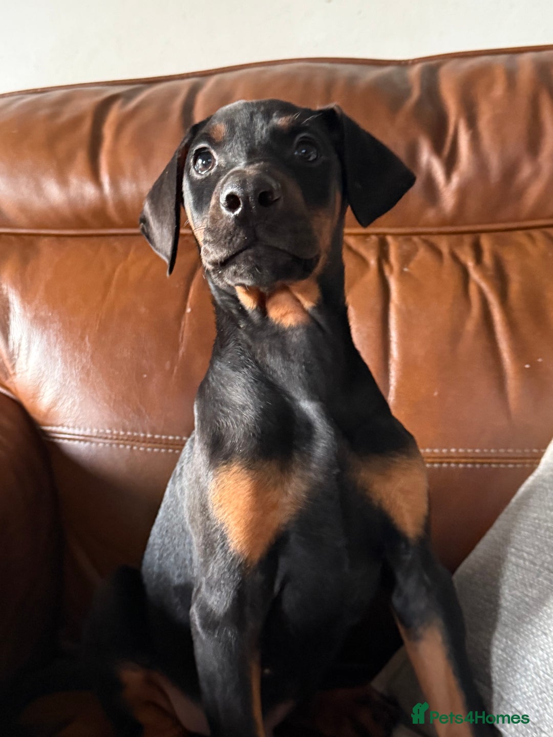 Dobermann dogs for sale: Doberman pups - Advert 3