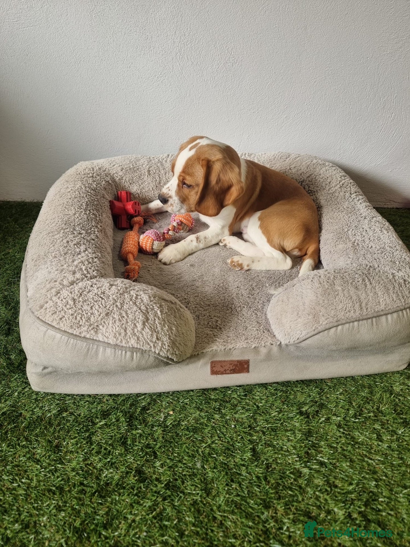 Beagle dogs Male tan and white beagle  - Advert 1