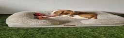 Beagle dogs for sale: Male tan and white beagle  - Advert 1