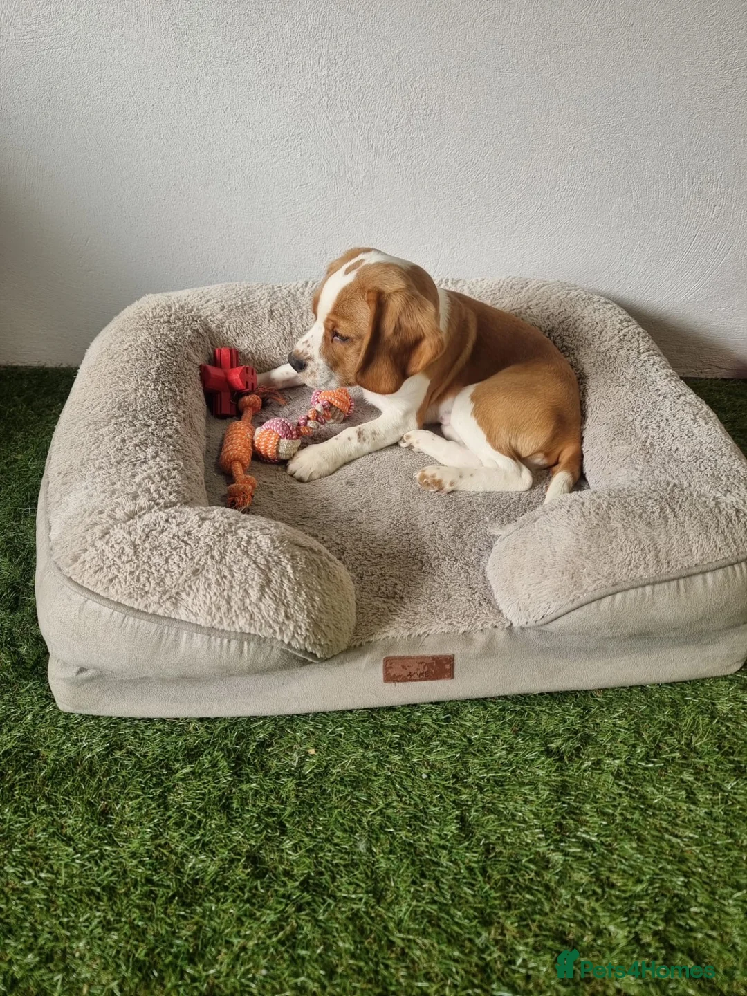 Beagle dogs for sale: Male tan and white beagle  - Advert 1