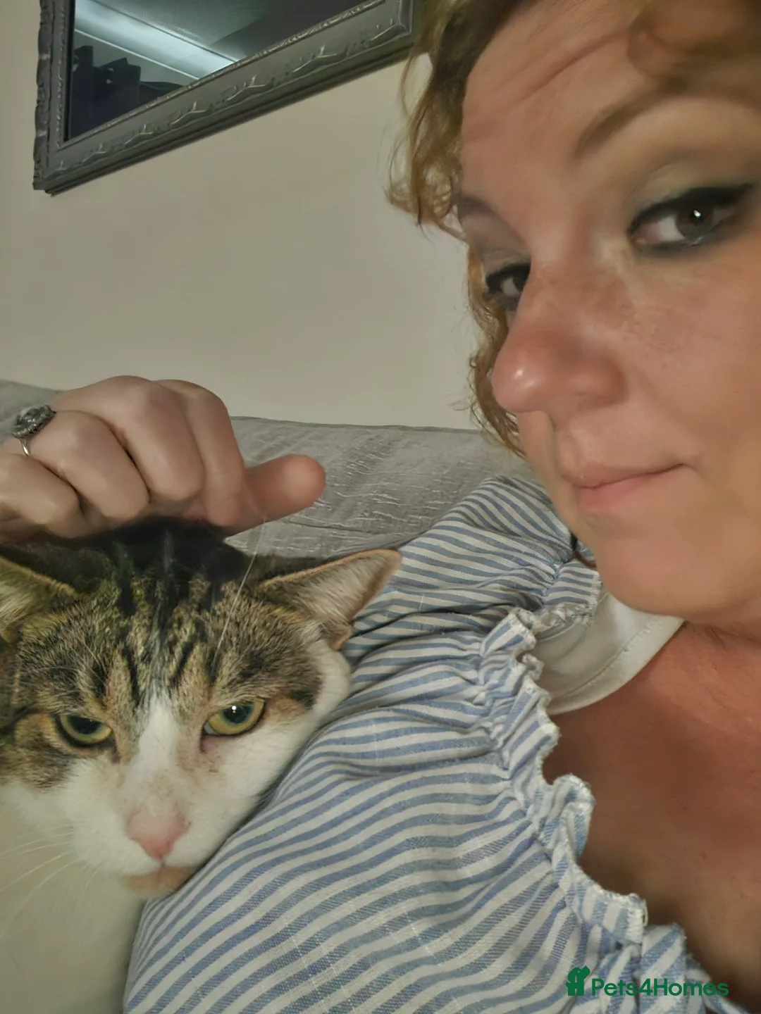 Mixed Breed cats for sale: Trevor - 5 year old affectionate boy  - Advert 3