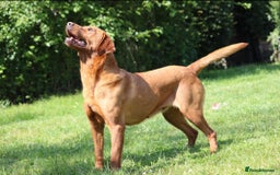 Labrador Retriever dogs for sale: 🌟Yellow Bitch KC Reg Pick of The Litter - Image 11