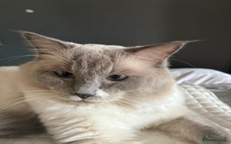 Ragdoll cats for stud: Beautiful Ragdolls ready for a date - Image 6