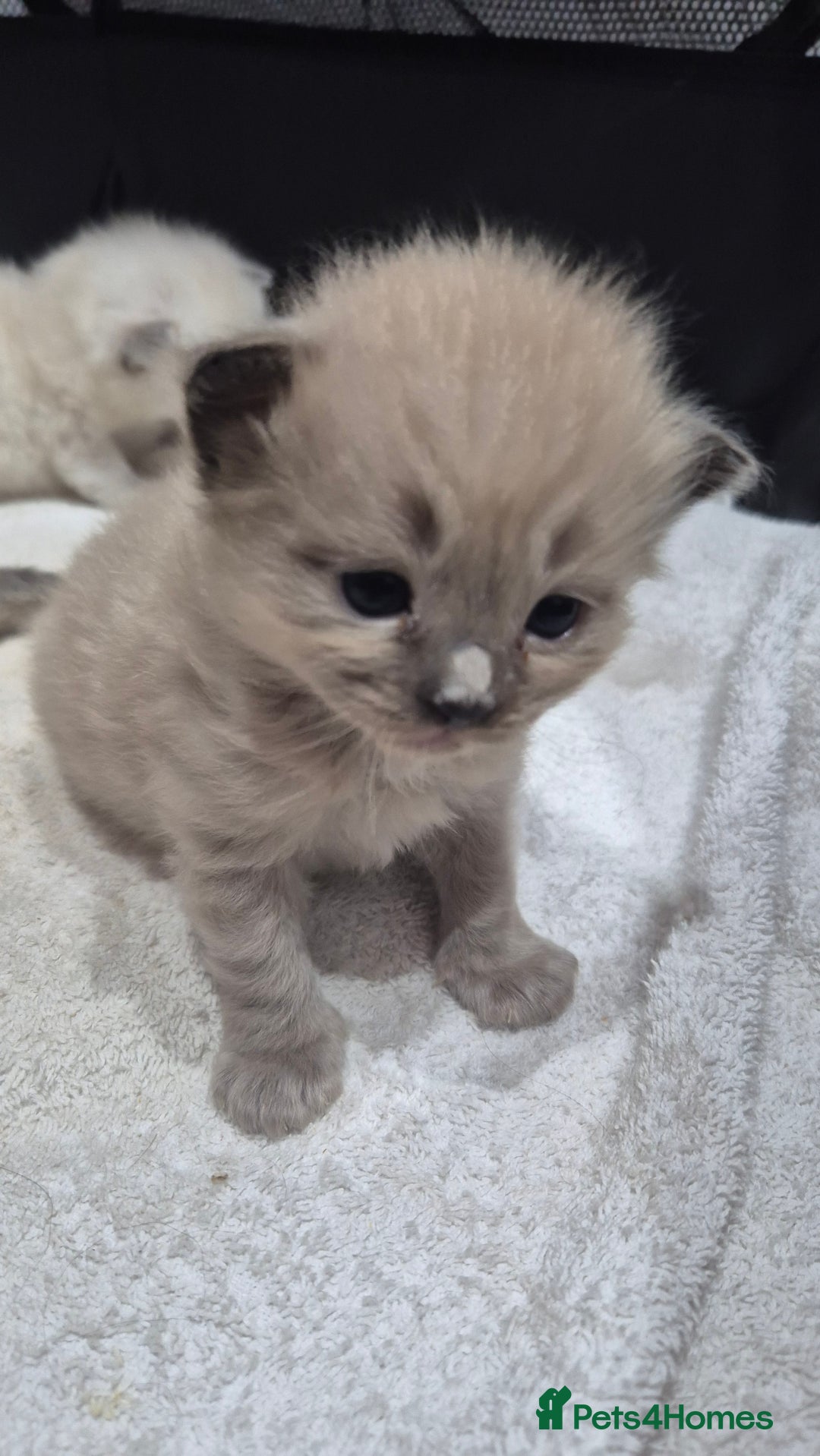 Ragdoll cats for sale: Adorable Ragdoll Kittens for sale - Advert 9