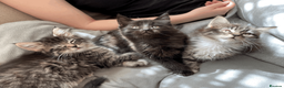 Maine Coon cats for sale: Maine Coon Absolutely Beautiful Kittens For Sale  in London - Advert 26