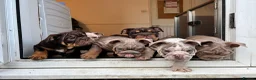 English Bulldog dogs for sale: LAST 4 🇬🇧 TOP 🩸English Bulldogs 🧬 - Advert 17