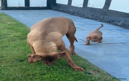 Hungarian Vizsla dogs for sale: ⭐️One gorgeous little lady ⭐  - Image 6