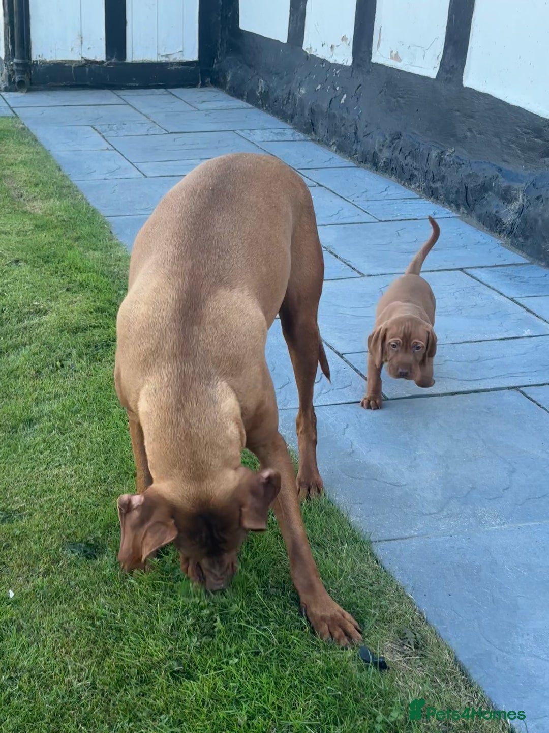 Hungarian Vizsla dogs for sale: ⭐️One gorgeous little lady ⭐  - Image 6