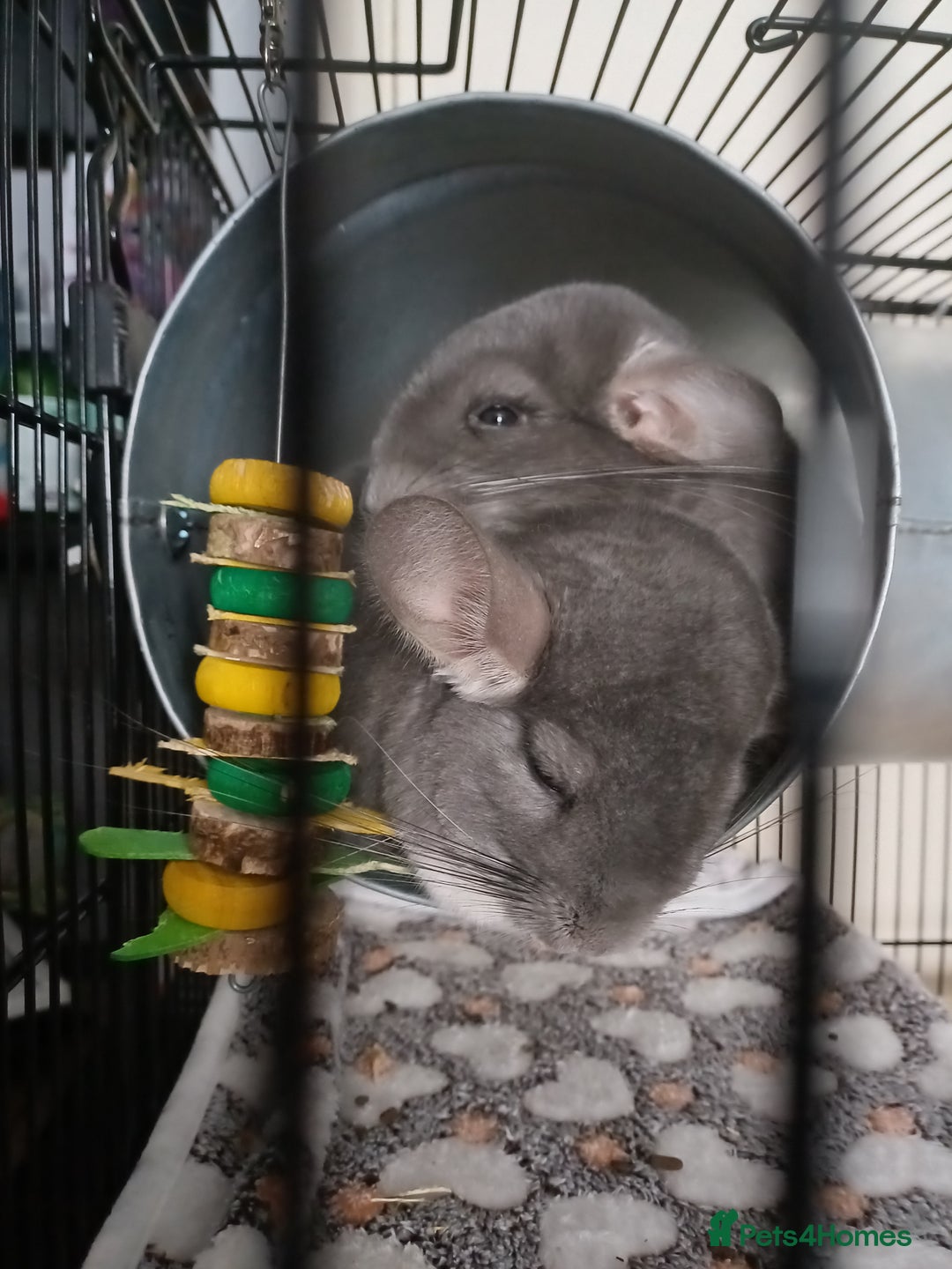 Chinchilla rodents for sale: 2 gorgeous chinchilla brothers 1 year old - Image 5