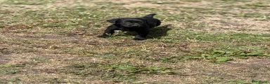 Labrador Retriever 1