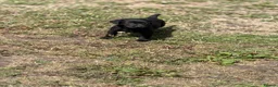 Labrador Retriever dogs for sale: 7 gorgeous kc Labrador puppies - Advert 24