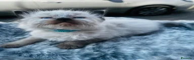Ragdoll 6