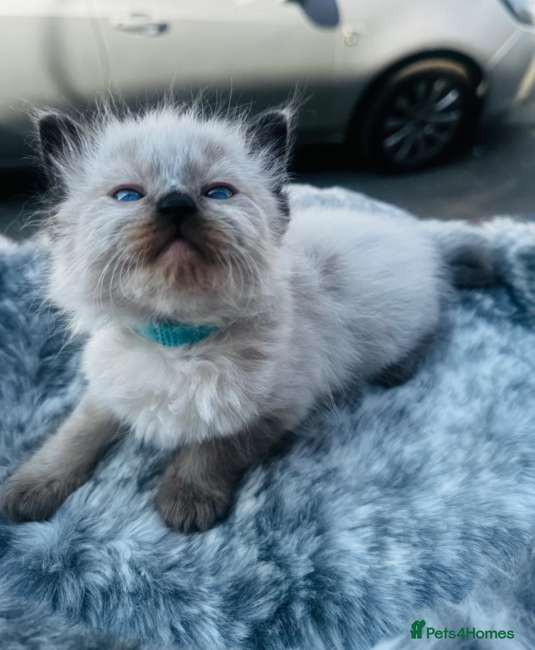 Ragdoll cats for sale: Pure breed ragdoll kittens READY NOW  - Advert 34