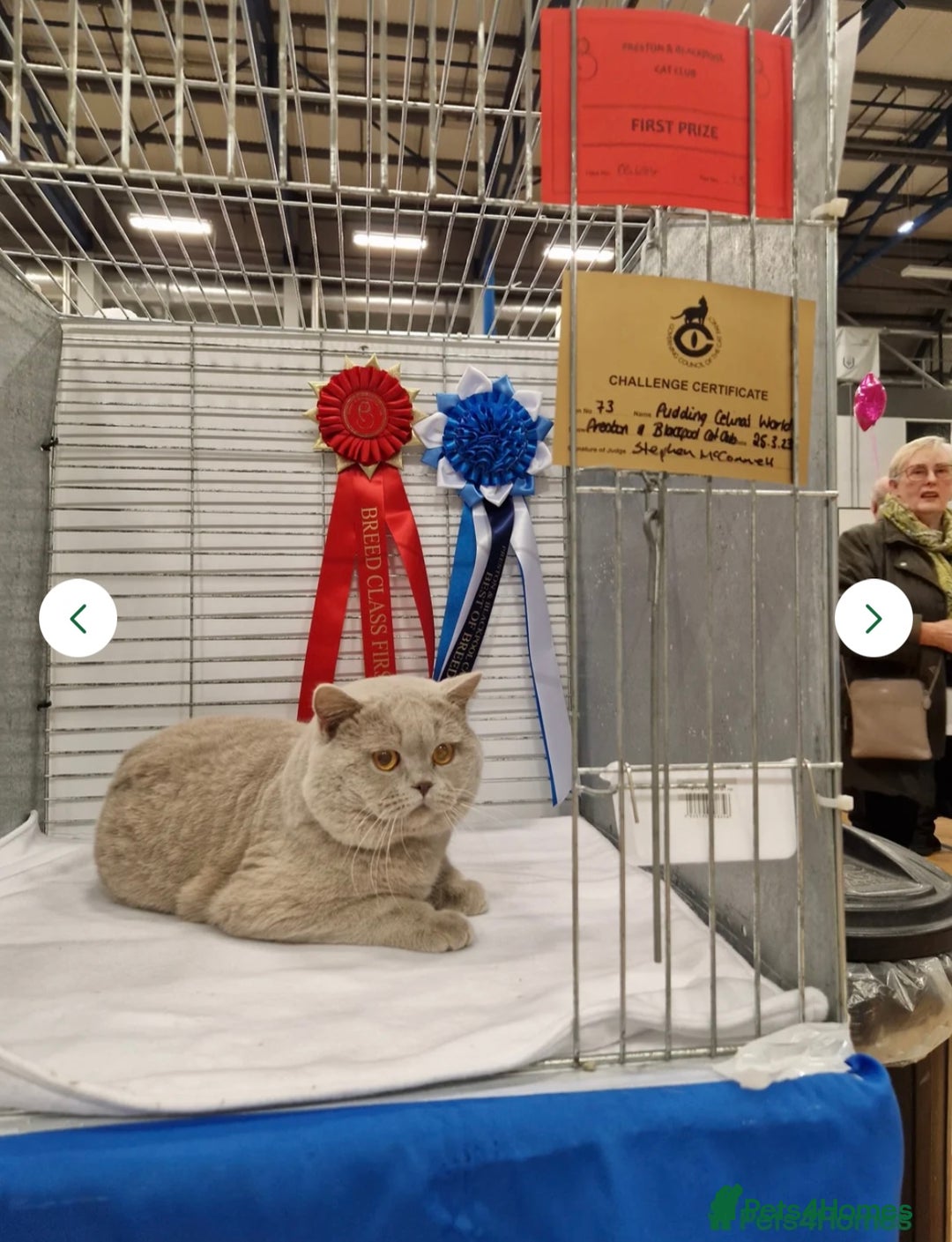 British Shorthair cats for sale: Stunning Special Pedigree Litter - Advert 5