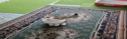 Mixed Breed cats for sale: Tabby Cats 4 Sale in Barking - Advert 25