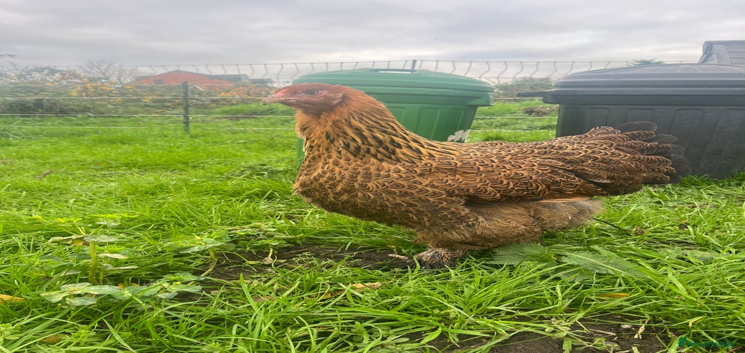 Gallery Image {{count}}